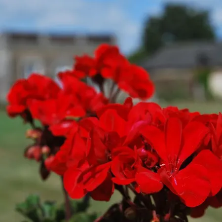 Chateau Des Lutz